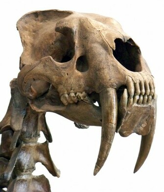 File Smilodon Head Jpg Wikipedia The Encyclopedia