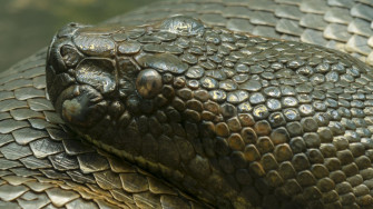 HD Anaconda Wallpaper