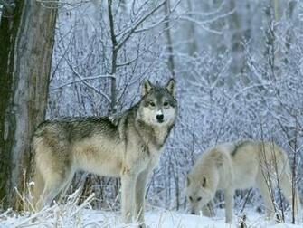 Desktop Black Timber Wolf Wallpaper