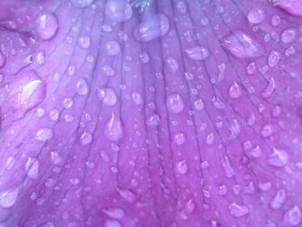 Purple Textured HD Wallpaper Beautiful Background For