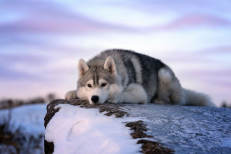 Wolves Trees Animals Winter Beautiful Sky Nature Snow Widescreen