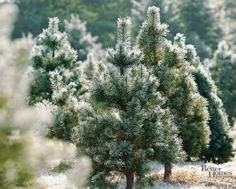 Pine Tree Background