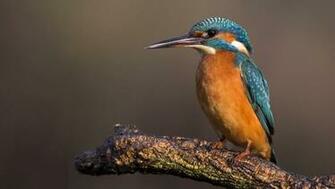 Kingfisher Wallpaper Animals HD HDwallpaper Net
