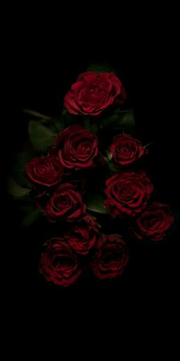 Garden Roses Red Rose Flower Floribunda Family In