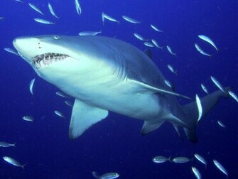 Predator Sand Tiger Shark Wallpaper HD