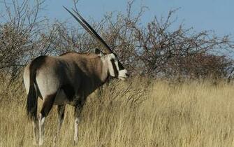 Oryx Wallpaper