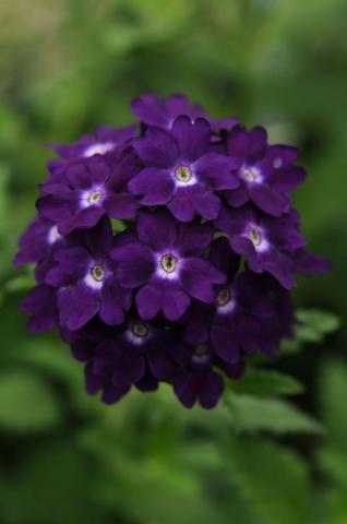 HD Pleasant Exotic Verbenas Wallpaper