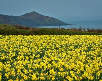 Field Of Daffodils Wallpaper Hq Desktop