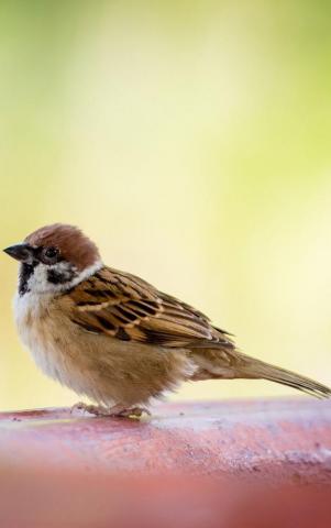 Pictures Birds