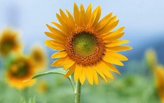 Single Sun Flower Wallpaper