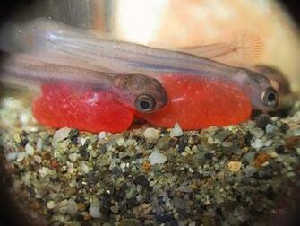 Chinook Salmon Alevin Image Pictures Becuo