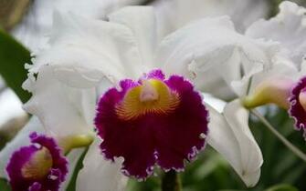 Orquideas Wallpaper