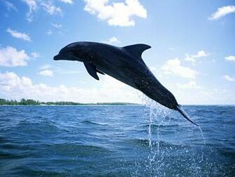 The Best Top Desktop Dolphin Wallpaper HD Dolphins Jpg