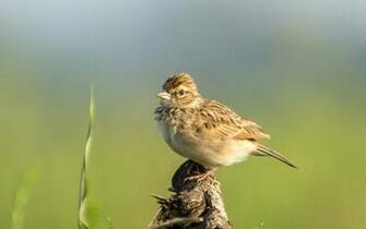 Indian Bush Lark With Lavish Green Background HD Desktop