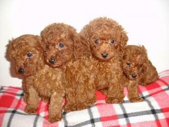 Cute Poodle Dog HD Wallpaper And Photos Desktop Group