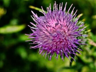 Thistles Desktop Background Wallpaper
