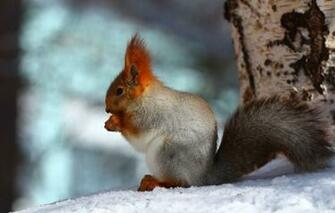 Wallpaper Forest Snow Background Tree Protein Image For