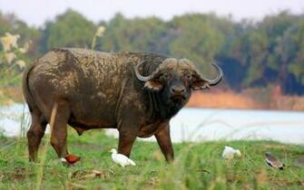 Index Of Assets Image Southern Africa Zambia Chongwe
