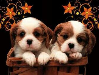 Puppies Wallpaper Display Cute