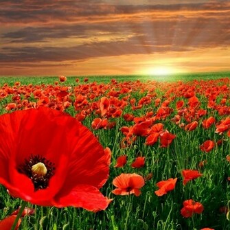 Poppy Field Wallpaper For Apple iPad