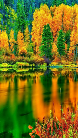 iPhone Autumn Wallpaper