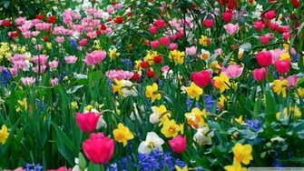 Spring Flowers Wallpaper
