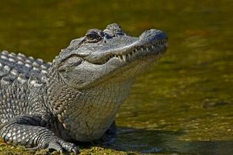 Alligator Wallpaper