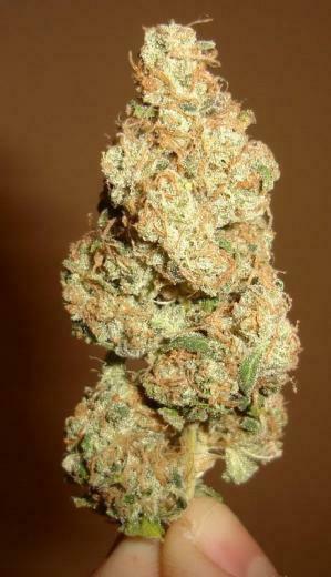Sour Diesel Haze Graphics Code Comments Pictures