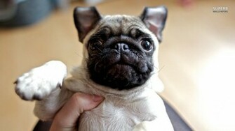 Pug Wallpaper Animal