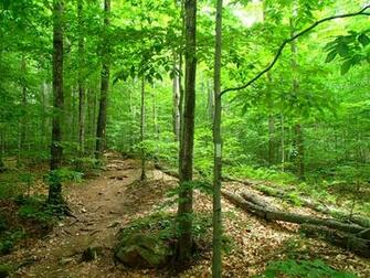 Hiking Trail Wallpaper Mt Ascutney Windsor