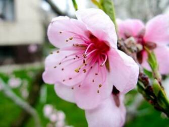 Pin Peach Blossom Flowers Photo Wallpaper