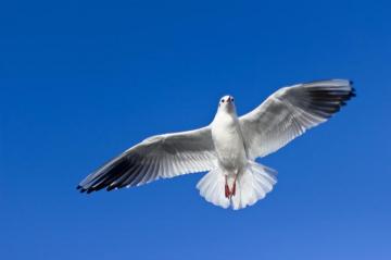 Bird Wallpaper HD Hq