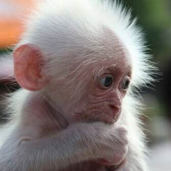 Baby Monkey Wallpaper X HD Res
