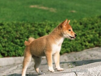 Shiba Inu Puppy Photos Dog Wallpaper No
