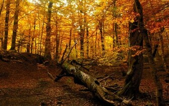 Fall In The Forest Wallpaper