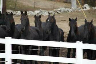 B Visited Friesians Of Majesty In Townshend Vt