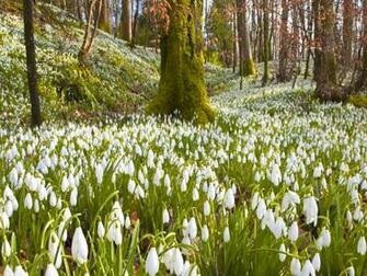 Wallpaper Snowdrops Flowers Grass Trees Spring
