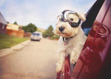 West Highland White Terrier With Goggles Looking Out Of A Car Window