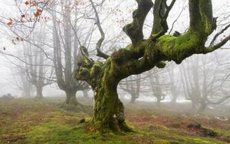 Fog Wallpaper Rainy Trees Background Cool Morning