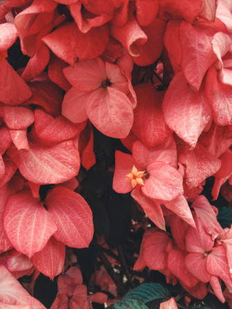 Top Flower Android Wallpaper Full HD 4k To Use