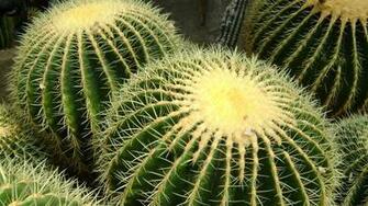 Cactus Wallpaper HD Pulse