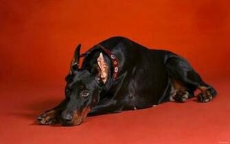 Doberman Pinscher Wallpaper HD