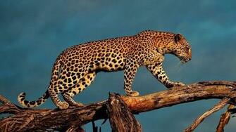 Best Leopord Wallpaper Background