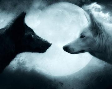 Wolves Wallpaper On
