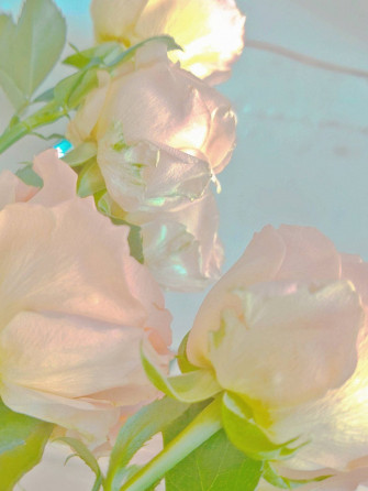 Purest White Rose Aesthetic Wallpaper