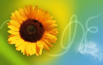 Sunflower Wallpaper
