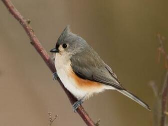 Beautiful Wild Animals Birds Wallpaper