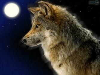 Wolf Wallpaper Animal Spot