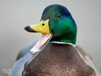 Mallard Duck Pictures Wallpaper