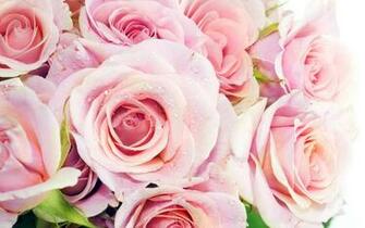 Pretty Pink Roses Wallpaper